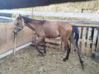 Адуу, French Trotter — 2 зураг