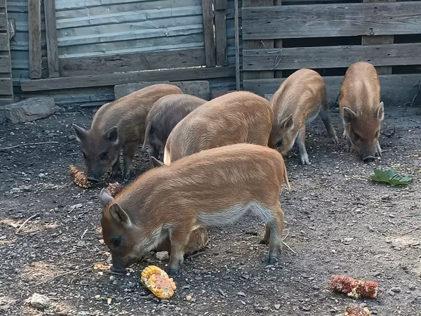 Boar, Вьетнамская вислобрюхая