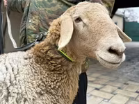 نعجة, Arashan sheep — الصورة 4
