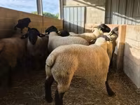 كبش, White Suffolk sheep — الصورة 3