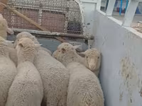 Oveja, Merino sheep — foto 2