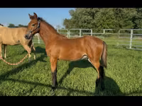 घोड़ा, Rocky Mountain Horse — फ़ोटो 5