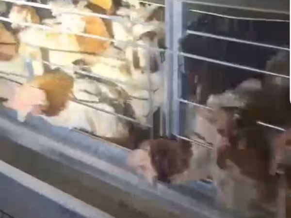 هايسكس — روسيا
