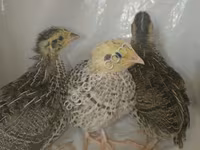Quails — 2 зураг