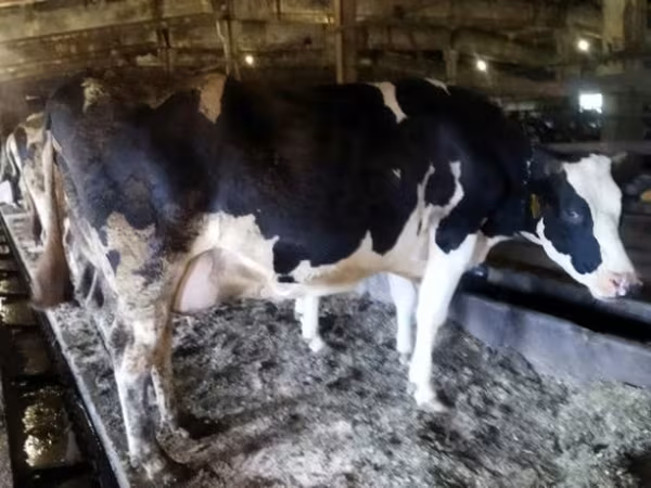 Үнээ, Russian Black pied cattle
