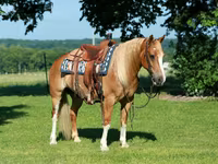 Адуу, Gypsy horse — 2 зураг
