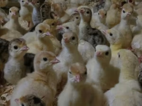 Turkeys
