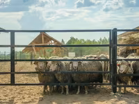 Хуц, Kuibyshev sheep — 1 зураг