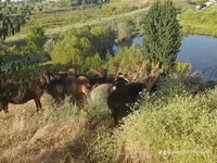 كبش, الأغنام — الصورة 1