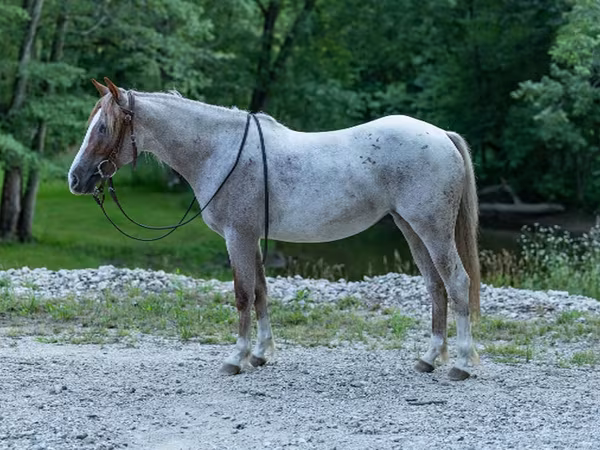 Азаргагүй морь, Quarter Horse
