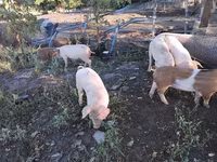 Boar, Pigs — photo 2