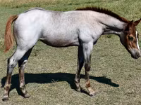घोड़ी, Quarter Horse — फ़ोटो 7