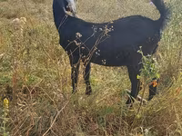 बकरी, Nubian Goat — फ़ोटो 2