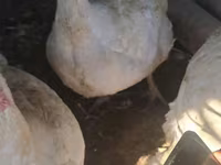 Turkeys — الصورة 5