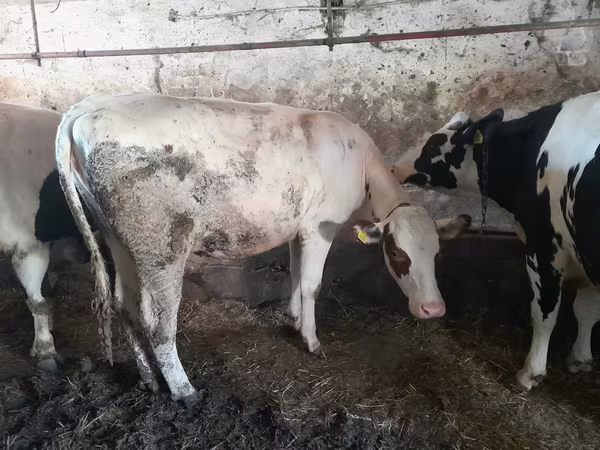 Cow, Holstein breed