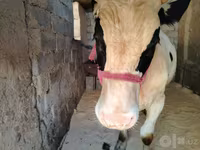 公牛, Russian Black pied cattle — 照片 1