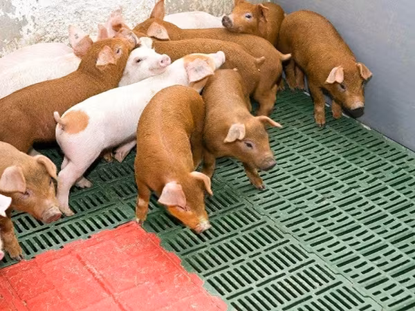 公猪, Pigs