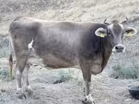 母牛, Ukrainian Brown Dairy Cattle — 照片 3