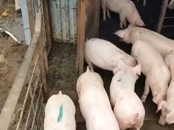 Säue, Крупная белая