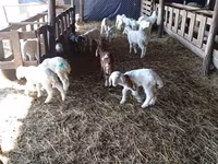 Oveja, Awassi sheep — foto 3