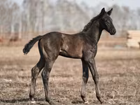 घोड़ा, Trakehner — फ़ोटो 1