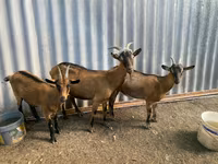Goat, Goats — photo 3