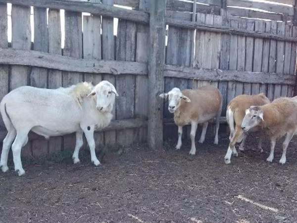 Carnero, Katum sheep