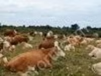 Toro, Simmental cattle — foto 2