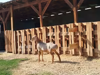 كبش, Edilbay sheep — الصورة 2