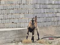 Cabro, Nubian Goat — foto 4