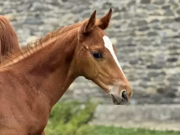 公马, Anglo-Arabian