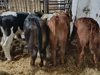 Toro, Ganado vacuno — foto 3