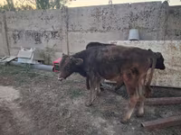 Toro, Raza Alatau — foto 4