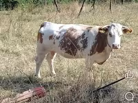 Toro, Ganado vacuno — foto 1