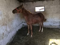 Адуу, Thoroughbred horse — 3 зураг