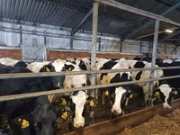 Vaca, Raza Holstein — foto 3