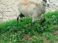 Goat, Goats — photo 3