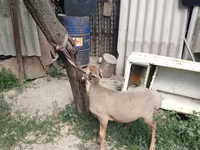 Хуц, Edilbay sheep — 3 зураг