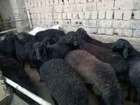 كبش, Rhon sheep — الصورة 5