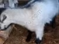 عنزة, الماعز — الصورة 3