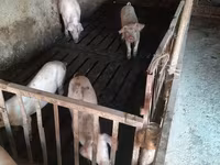 Мэгж, Дюрок — 1 зураг