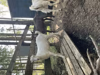 تيس, LaMancha goats — الصورة 2
