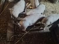 خنزير ذكر, الخنازير — الصورة 4