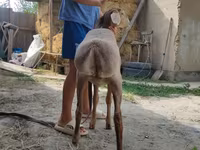 Хуц, Edilbay sheep — 5 зураг