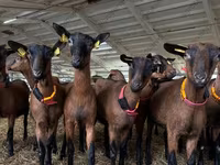 Cabro, Saanen goat — foto 1