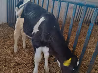 Vaca, Raza Holstein — foto 2