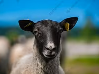 Widder, Katum sheep — Foto 7