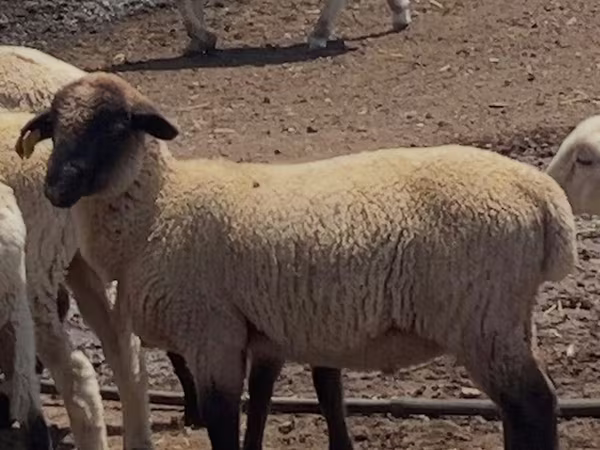 كبش, Hampshire sheep