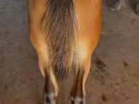 घोड़ा, Rocky Mountain Horse — फ़ोटो 3