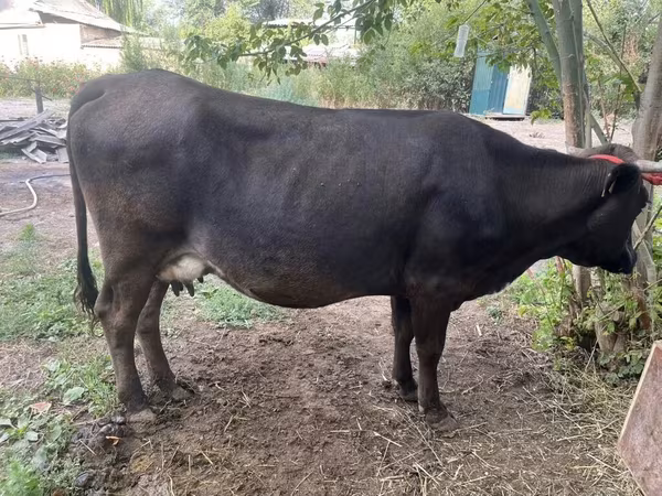 Үнээ, Ukrainian Brown Dairy Cattle